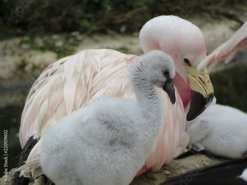 Mother and baby flamingo