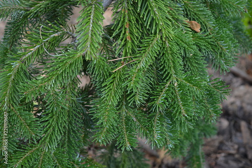 A small decorative green tree, a spruce with beautiful branches