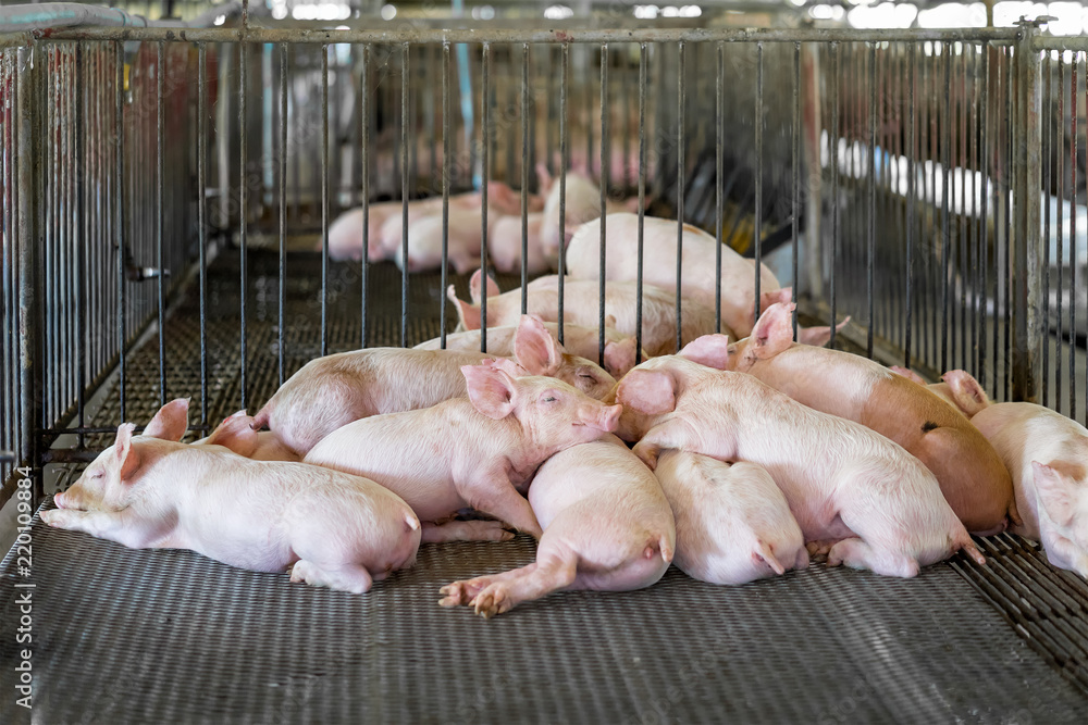 Small piglet lying in the stall, group of mammal stay indoor on the farm Small piglet lying in the stall, group of mammal stay indoor on the farm