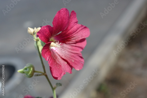 A flower of margaritas of cherry color with reflective petals and a white core with a reflective response on a gray background