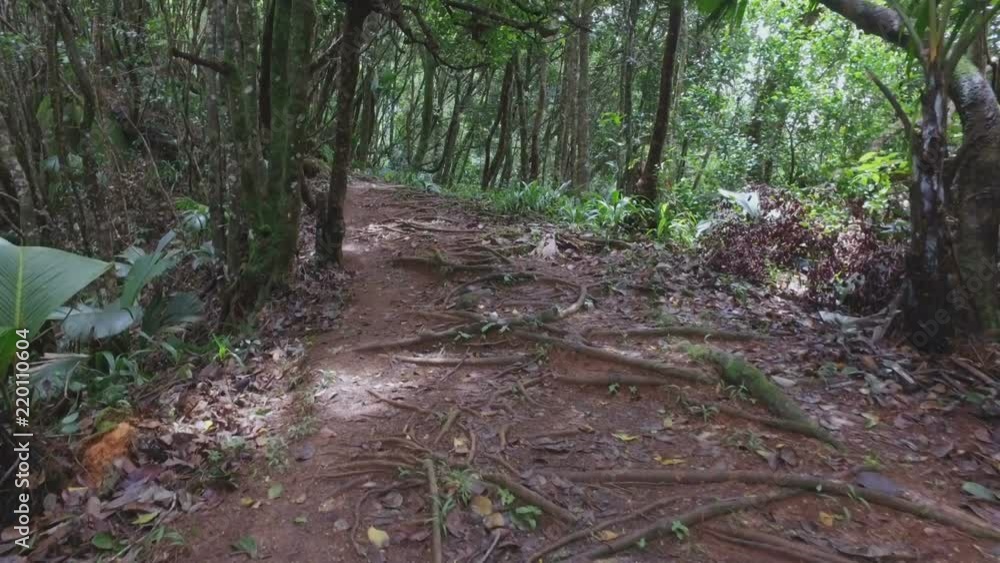 Walking Through The Forest, Mahe Island, Seychelles Walking Through The Forest, Mahe Island, Seychelles