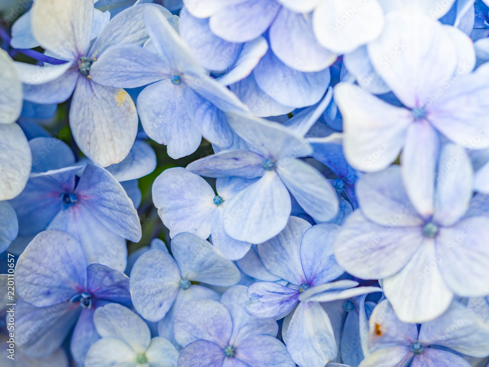 Abstract nature pattern and background of hydrangea flowers.