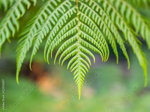 Abstract nature pattern and background of green fern leaf.