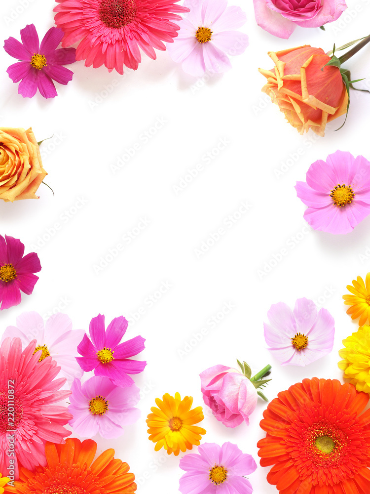 Gerbera, roses and cosmos flowers isolated on white background, top view, flat lay. 