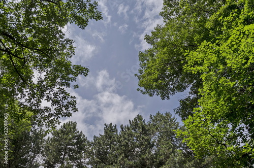 The crown of group diverse trees and sky with sun  in summer at natural old West park  Sofia  Bulgaria 