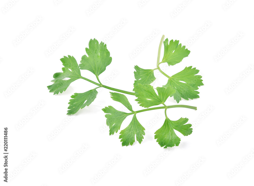 Chinese Celery isolated on white background Chinese Celery isolated on white background