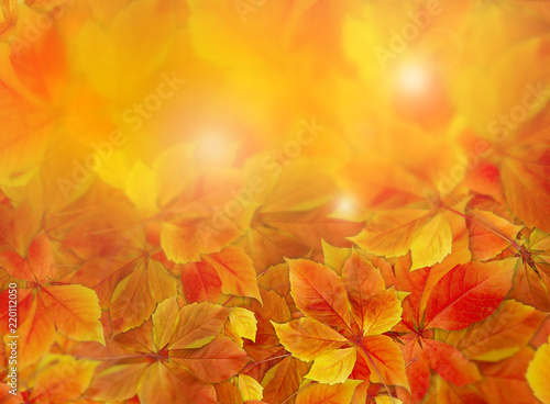 Fall background. Colorful red and orange autumn leaves on forest floor with sun rays .coming through the foliage