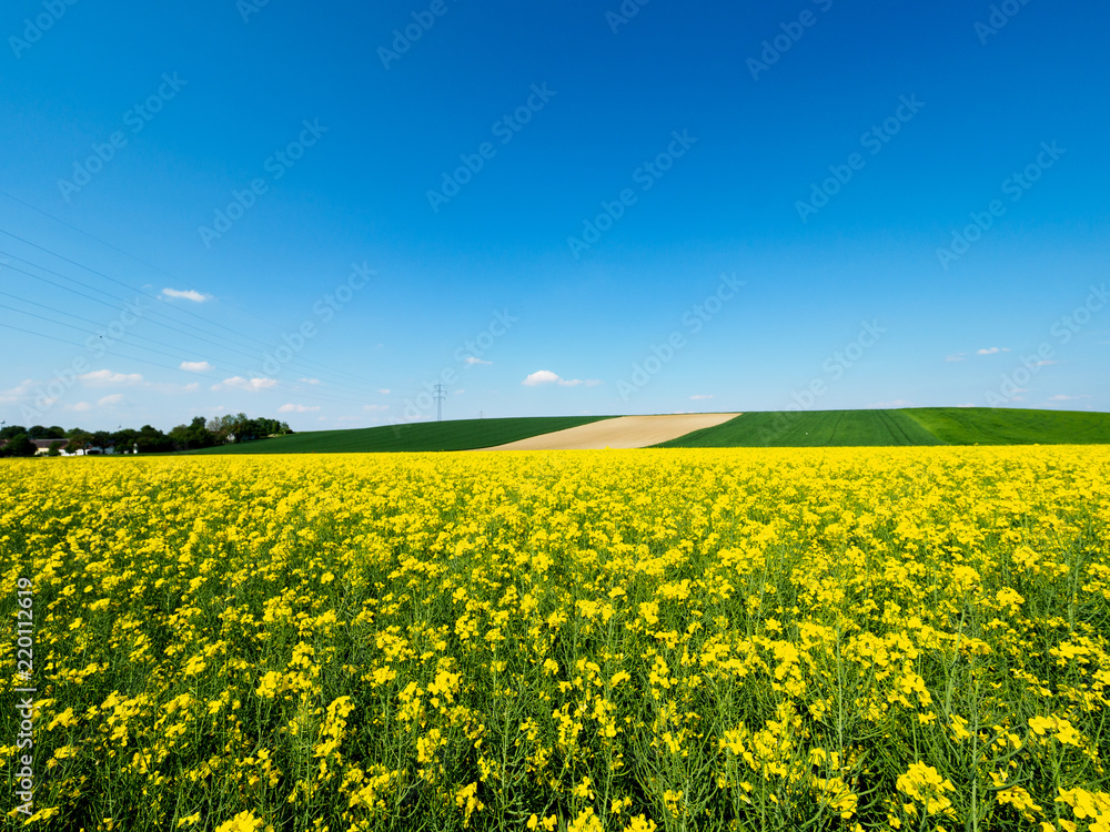 Obraz premium Rapsfeld in Blüte