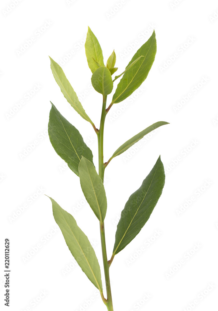 Fresh green branch of bay leaf isolated on white background. Laurus isolated.