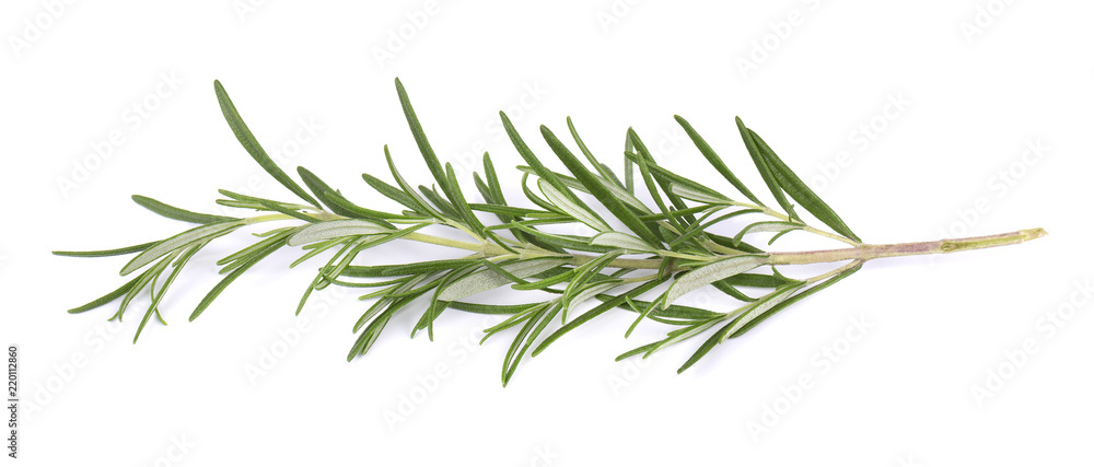 Obraz premium Sprig of fresh rosemary isolated on white background. Rosemary branch