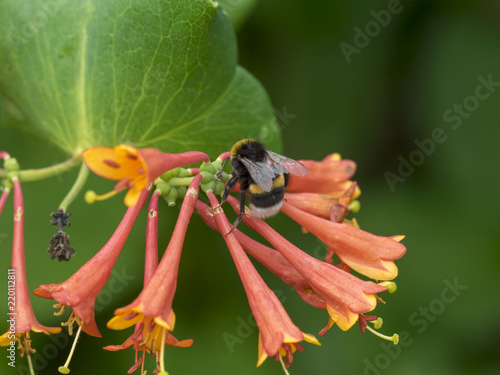 Bombus terrestris. Le bourdon terrestre ou cul blanc, une espèce de bourdon excellent pollinisateur, commun en Europe