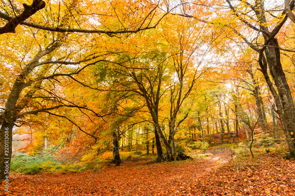 Fototapeta premium Foliage in Monti Cimini, Lazio, Italy. Autumn colors in a beechwood. Beechs with yellow leaves.