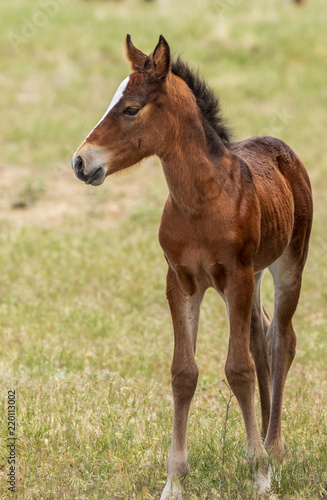 Wild Horse Foal © natureguy