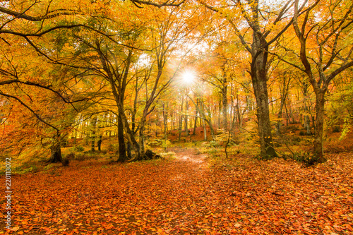 Dekoracja na wymiar  foliage-in-monti-cimini-lazio-italy-autumn-colors-in-a-beechwood-beechs-with-yellow-leaves