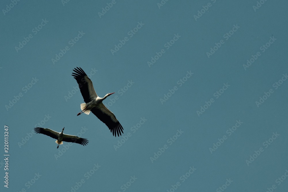 Fototapeta premium Cigogne 