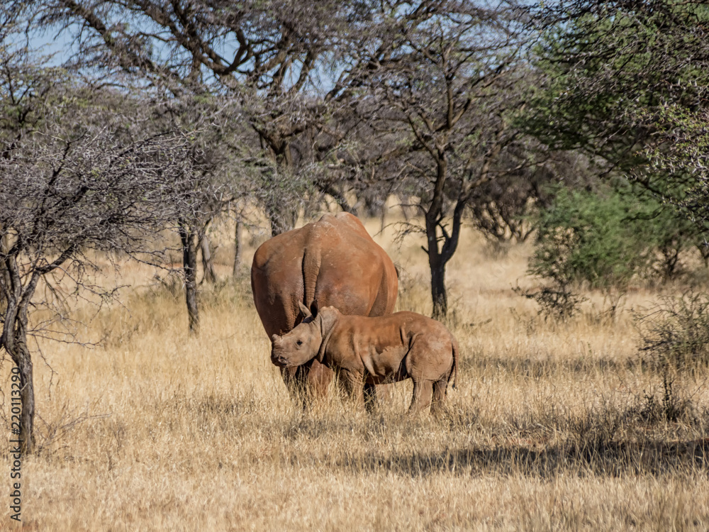 Naklejka premium White Rhino Mother And Calf
