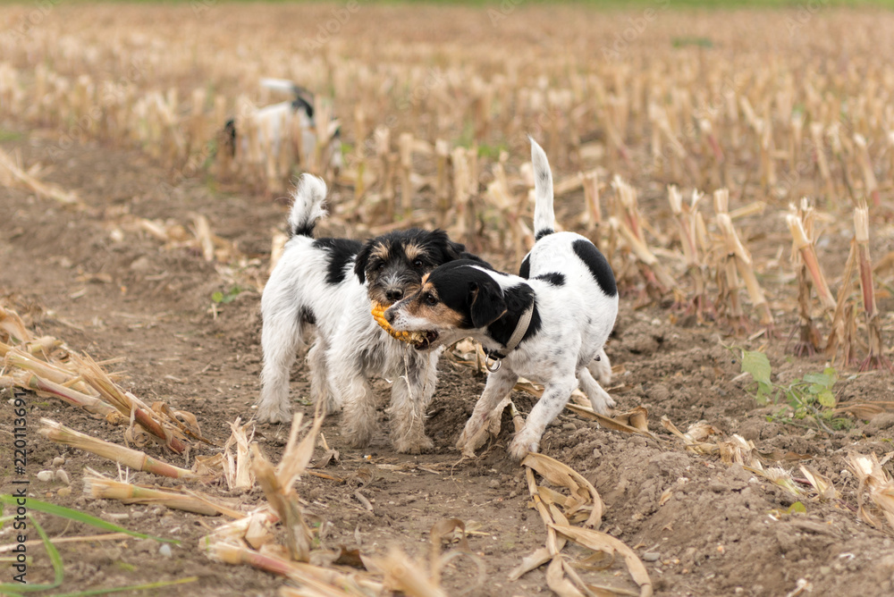 Dogs playing over harvested corn field  - jack russell terrier 2 and 8 years old 