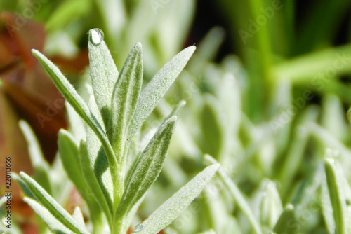 green plant with rain drop