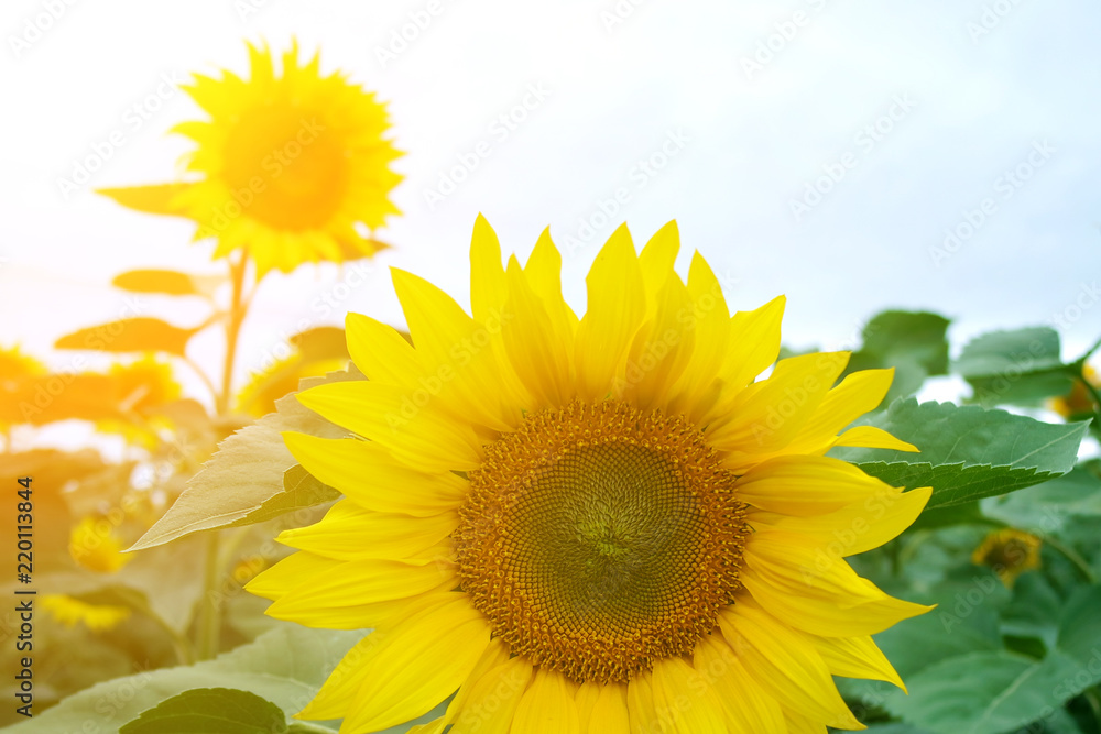 fild of sunflower with sunshine