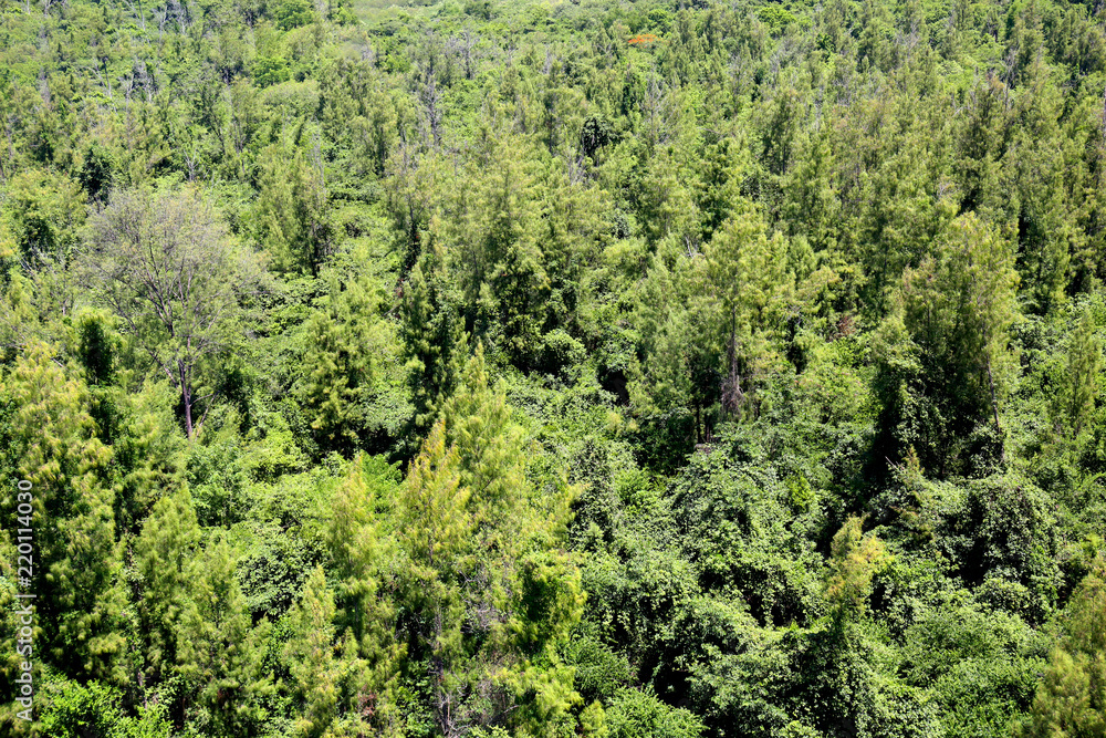 Top view of forest