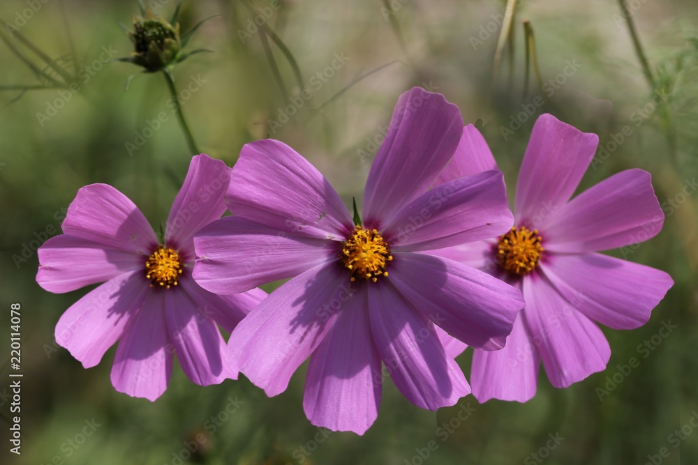 Beautiful pink flowers blooming in my garden Beautiful pink flowers blooming in my garden