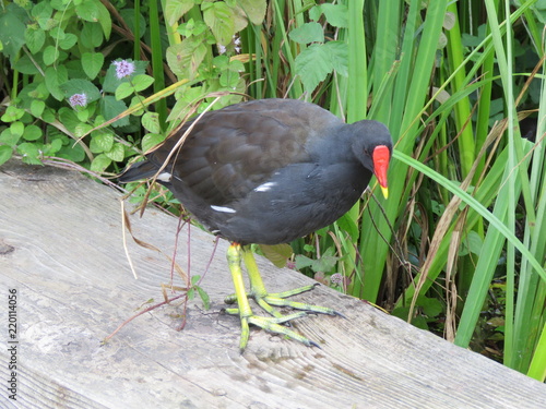 Moorhen Posing