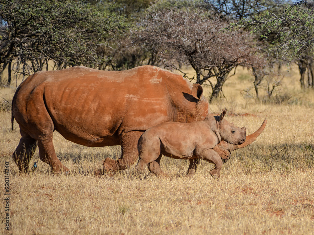 Obraz premium White Rhino Mother And Calf