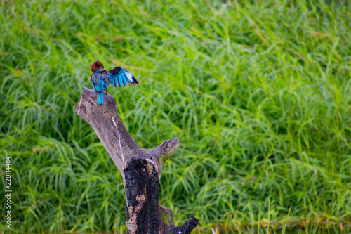 Showing Off King Fisher