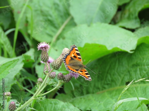Butterfly on a Thistle