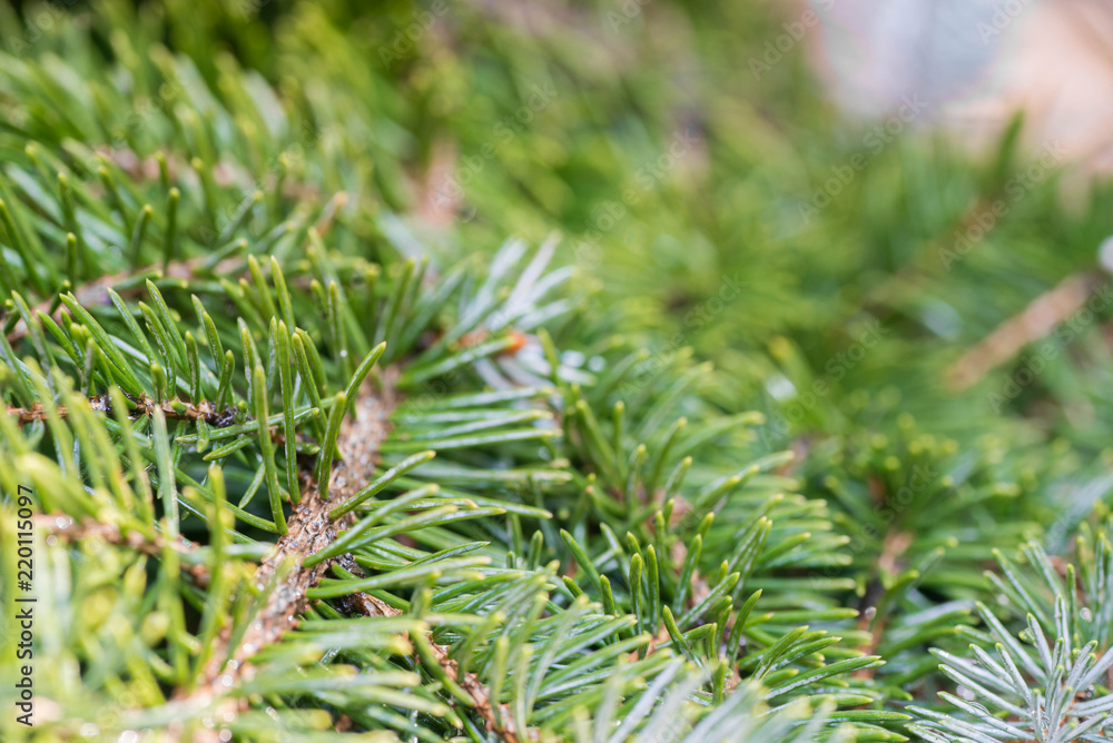 spruce twig macro spruce twig macro