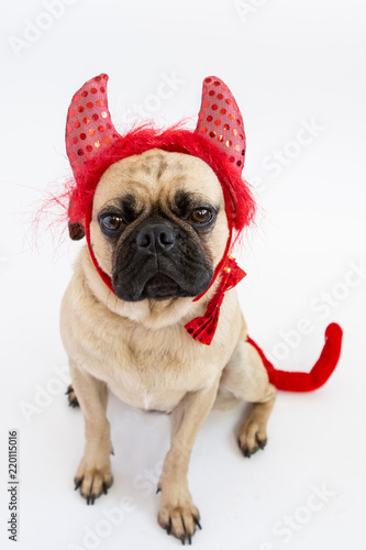 Cute pug dog in a devil costume © Lori