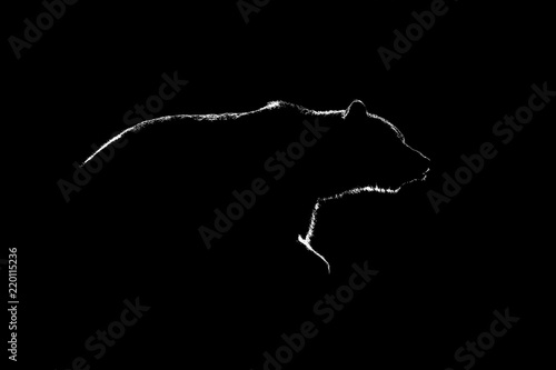 Brown bear contour in black and white. Side view of brown bear c