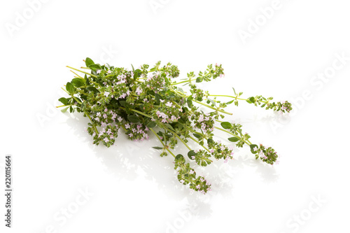 Breckland thyme isolated.