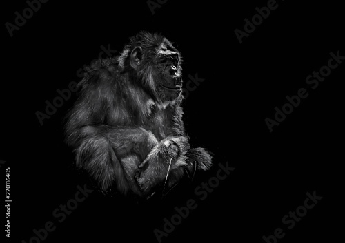 stary szympans siedzący na ciemnym tle