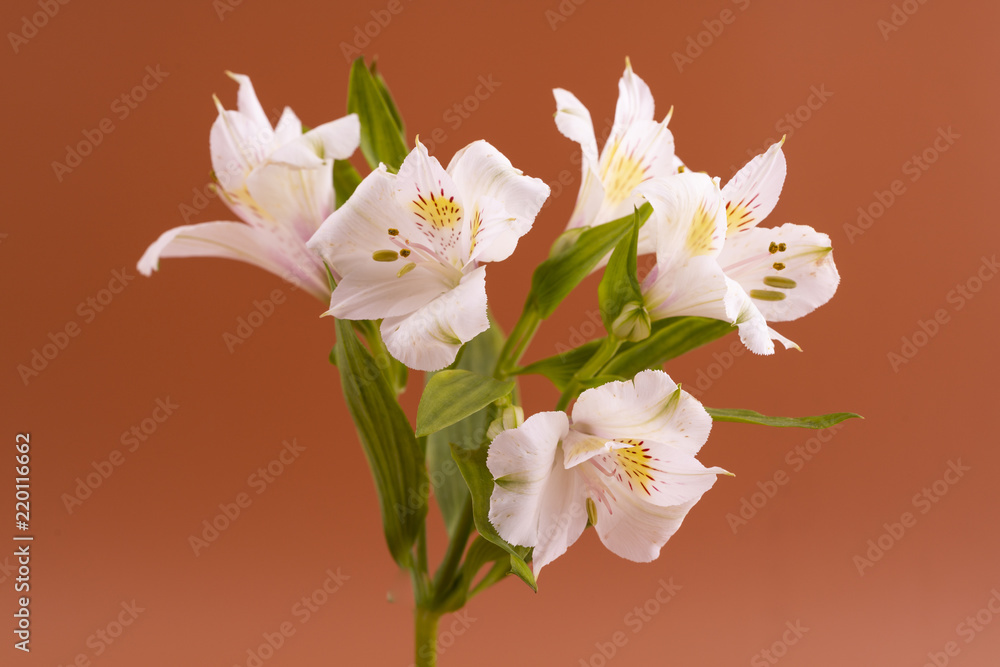 Fototapeta premium Alstroemeria flower
