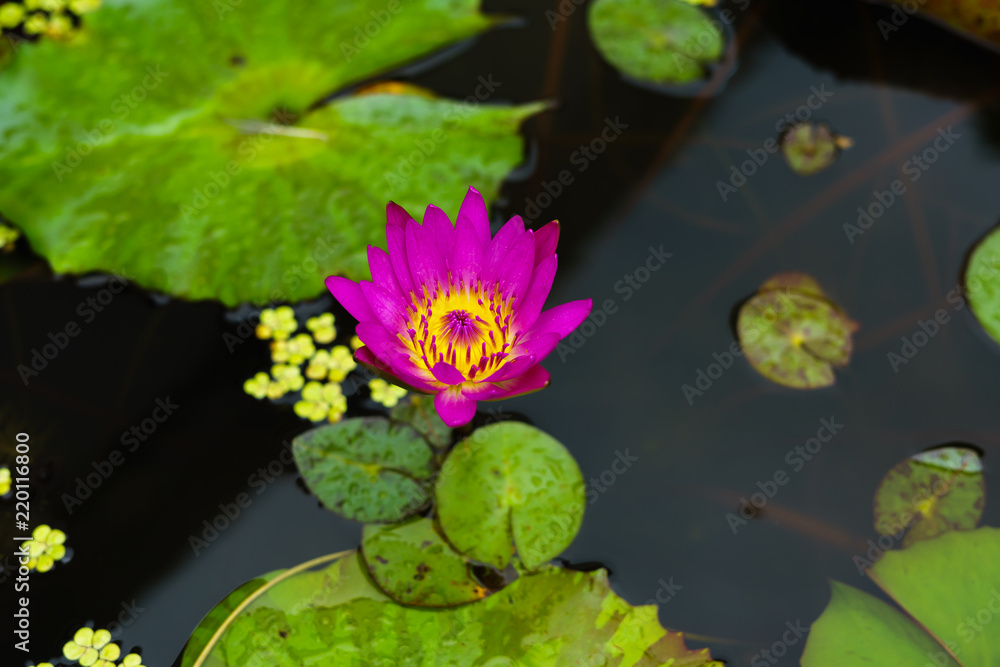 Pink lotus flower in nature it is beautiful. Pink lotus flower in nature it is beautiful.