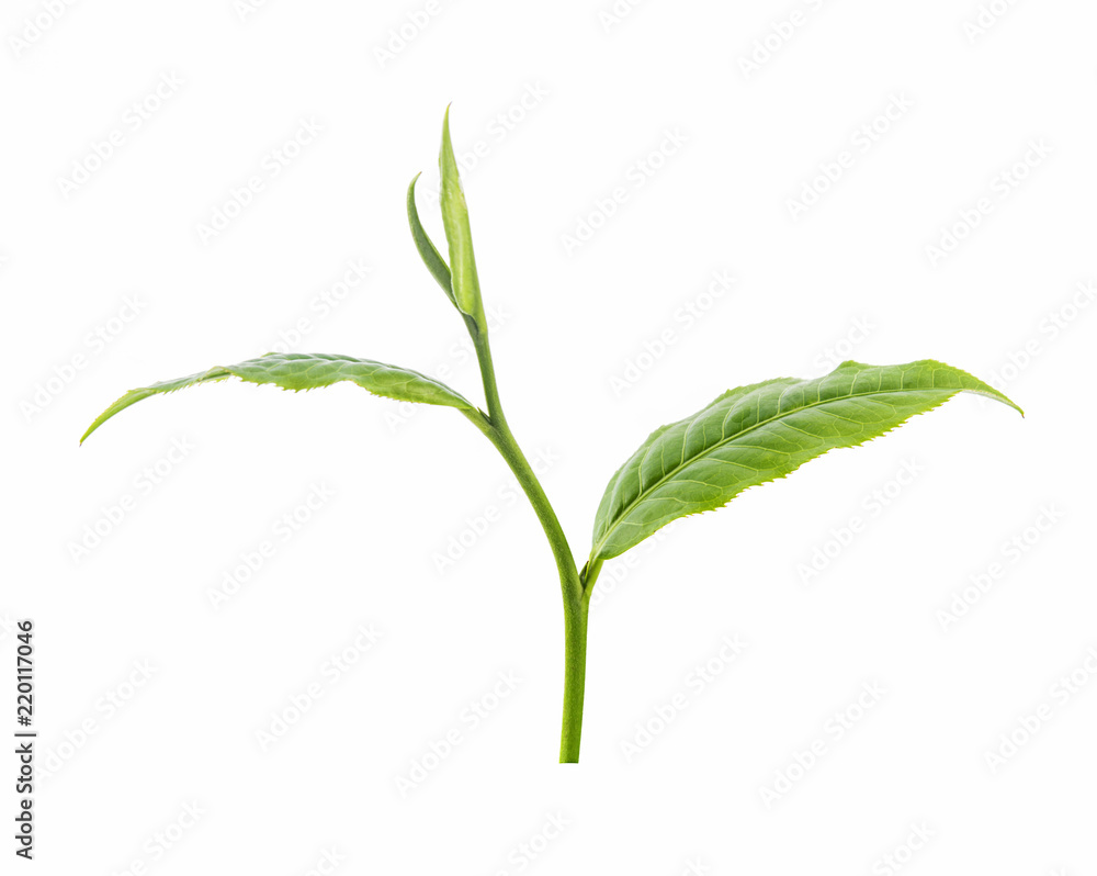 Fototapeta premium fresh green tea leaf isolated on white