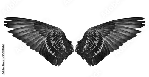 black wings isolated on white background