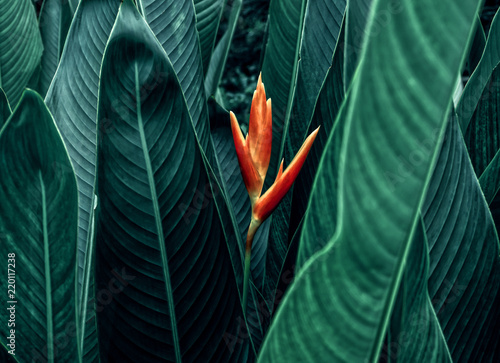 Naklejka kwiat wzór świeży tropikalny natura