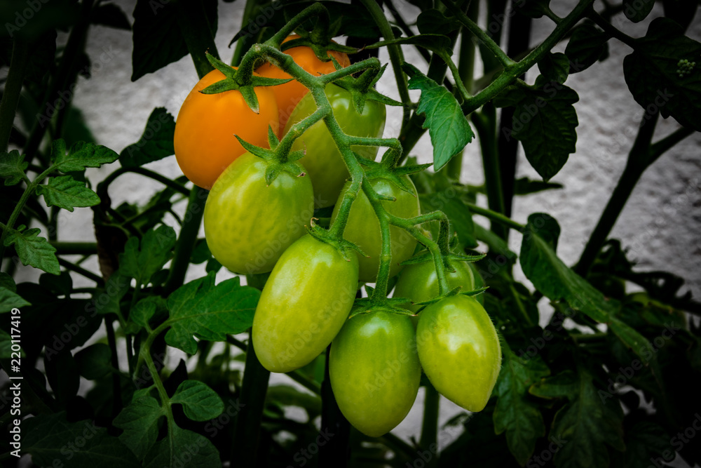 Tomates Tomates