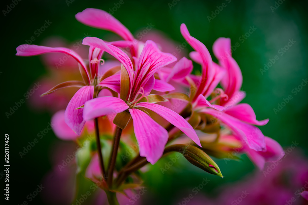 Fototapeta premium Flower Power..