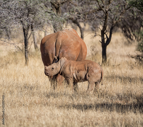 White Rhino Mother And Calf