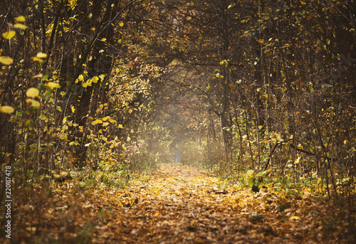 Fototapeta Naklejka Na Ścianę i Meble -  Autumn forest landscape, beautiful scene with sun beams