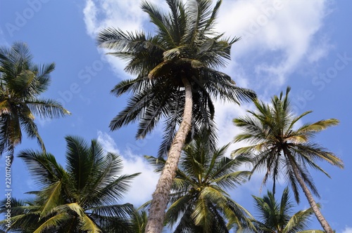 Unter Sri Lankas Palmen 