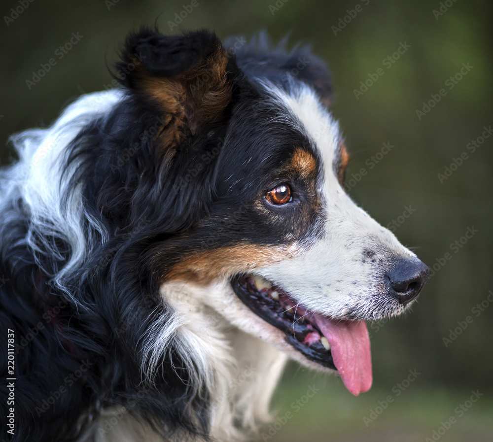 Tri-colored border collie dog looking off into the distance in field