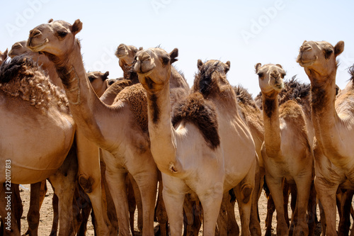 Camels of Karthoum market, Sudan 2