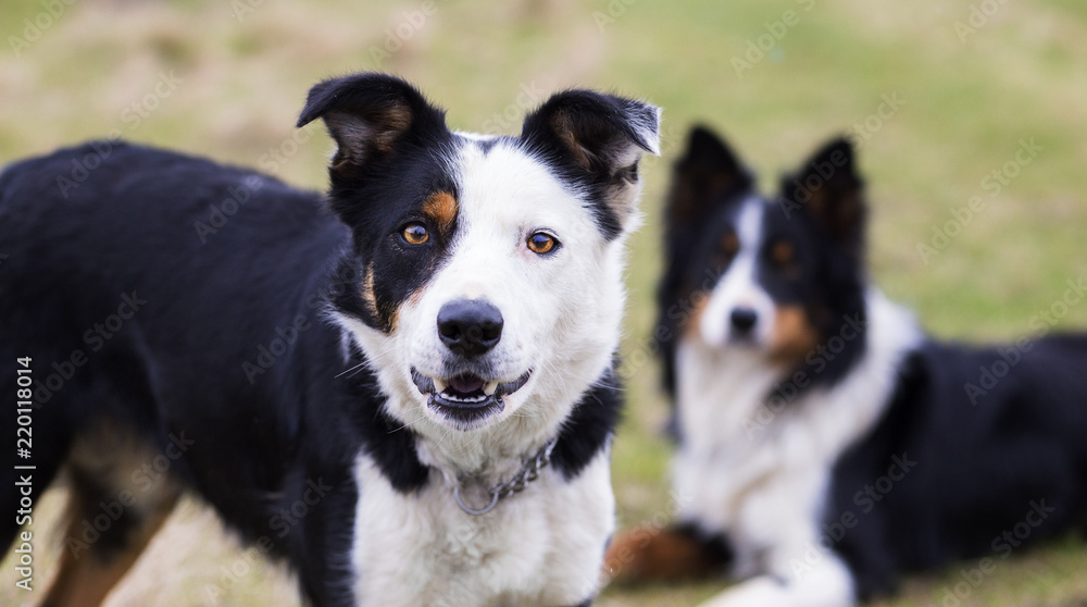 Tri-colored border collie looking at camera with second dog in background