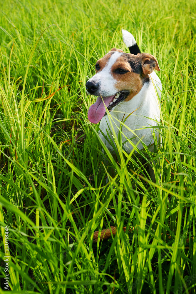 Sweet little dog sitting on green grass and heavily breathing with its tongue sticking out