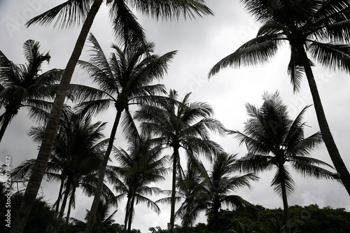 coconut tree for background