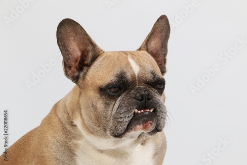 funny head portrait from a french bulldog in the studio